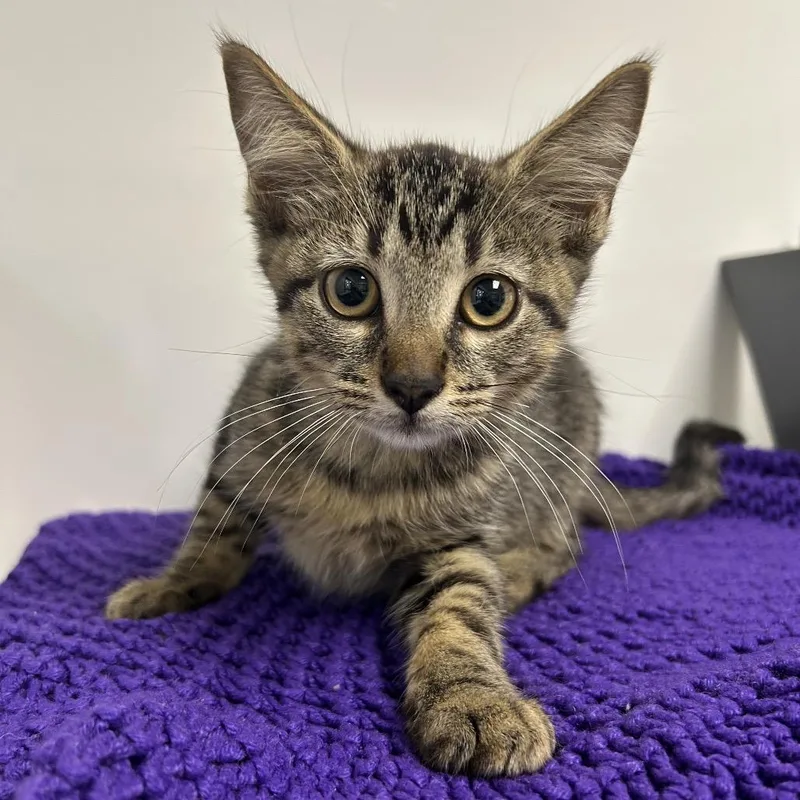 A baby small-sized male Brown / Chocolate Domestic Short Hair cat named George for adoption in West Palm Beach, FL
