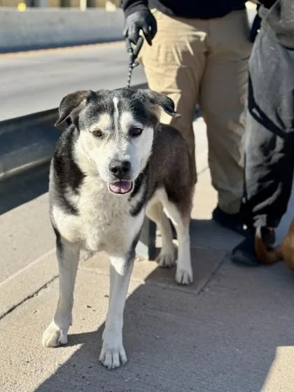 Sir Leopold thumbnail 2