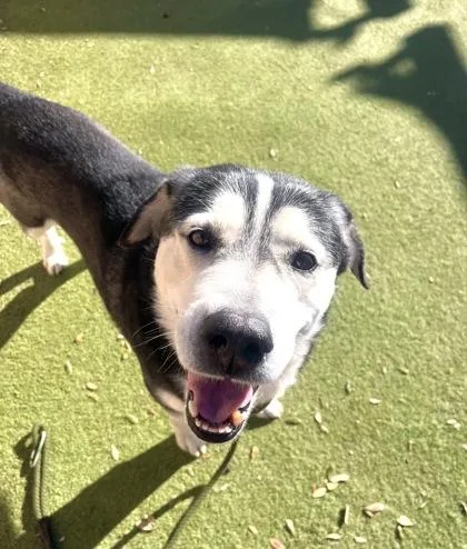 Sir Leopold thumbnail 3