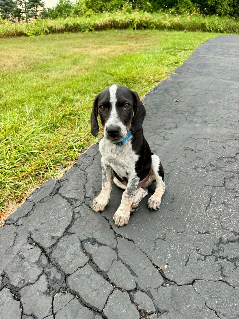 A young medium-sized male Hound dog named Buddy  BO for adoption in Clinton, MI