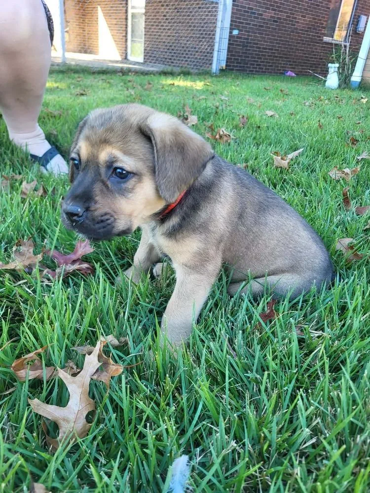 A baby medium-sized female Australian Cattle Dog / Blue Heeler dog named Winter for adoption in Pottstown, PA