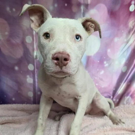 A young small-sized male White / Cream Pit Bull Terrier dog named Tadpole for adoption in Fort Collins, CO