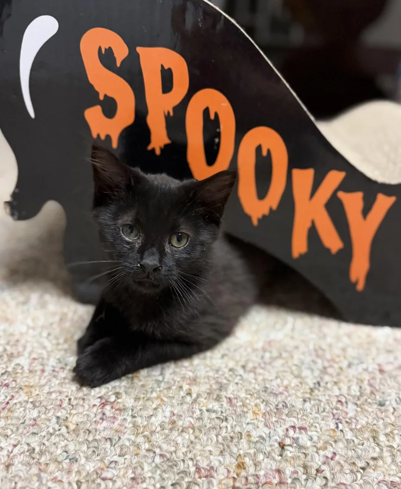 A baby medium-sized male Black Domestic Short Hair cat named Buckwheat for adoption in Mechanicsburg, PA