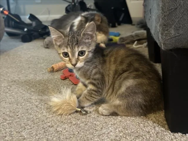 A baby small-sized female Domestic Short Hair cat named Crouton for adoption in Chapel Hill, NC