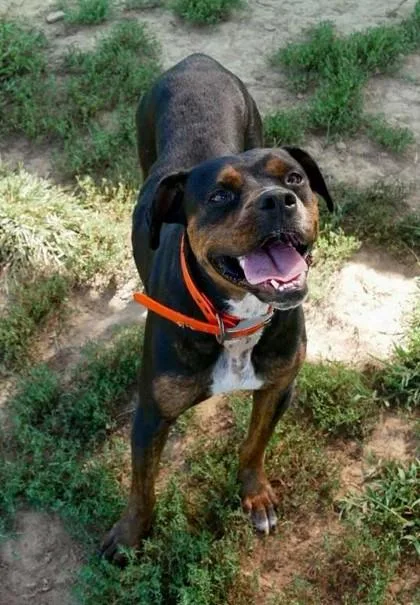 An adult medium-sized female Boxer dog named Black for adoption in Yellville, AR