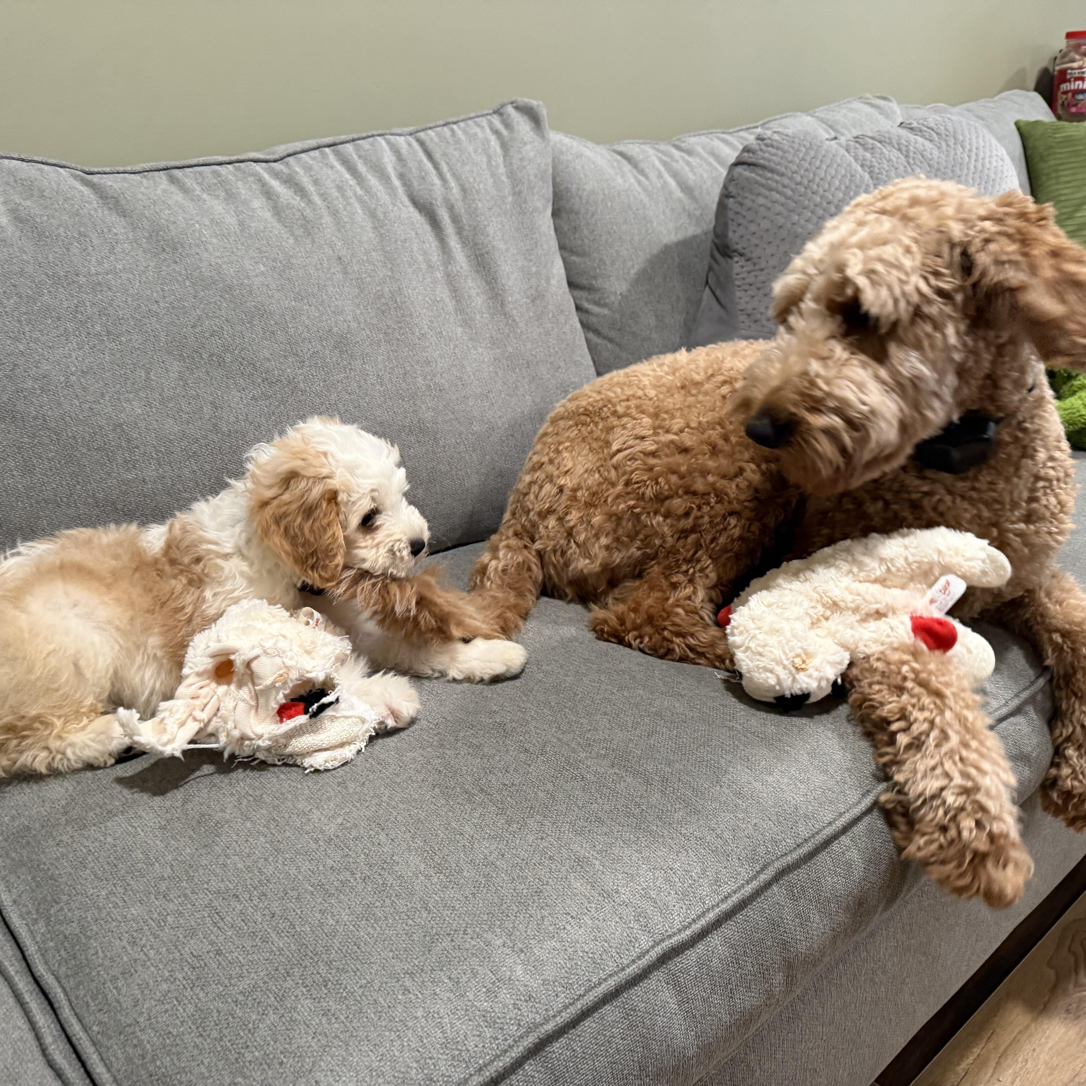 A baby small-sized male Poodle dog named William for adoption in Breinigsville, PA