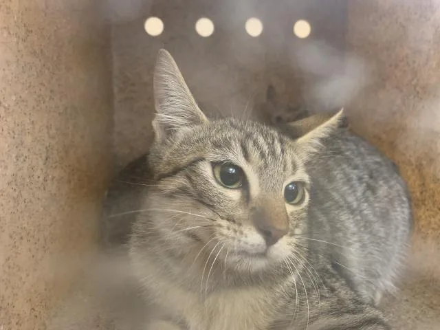 A young small-sized male Domestic Short Hair cat named A for adoption in Thousand Palms, CA