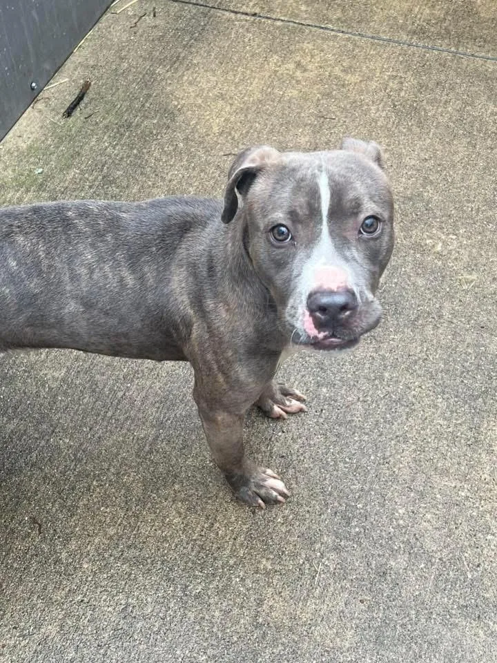 An adult medium-sized female Gray / Blue / Silver Pit Bull Terrier dog named Nell for adoption in Chicago, IL
