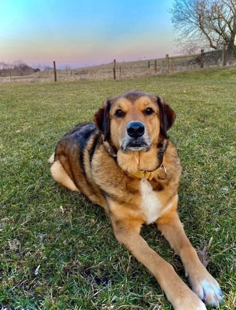 A senior large-sized female Anatolian Shepherd dog named Harper for adoption in Viroqua, WI