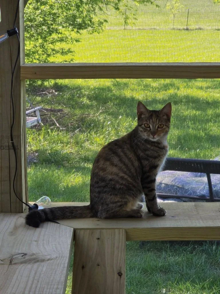 Country Belle thumbnail 2