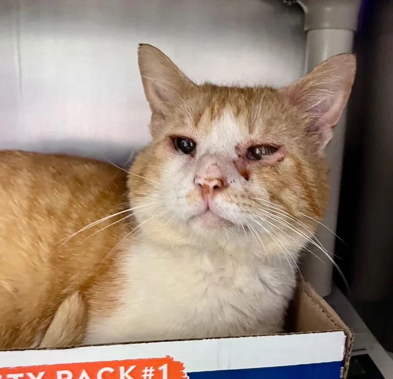 An adult medium-sized male Domestic Short Hair cat named Bowler for adoption in Cincinnati, OH