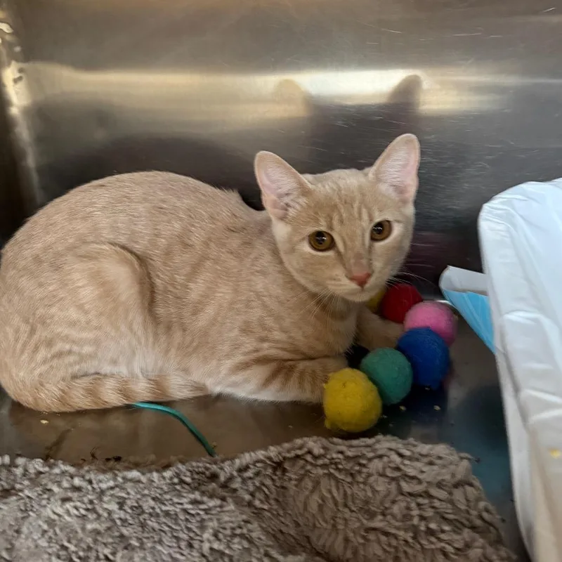 A baby small-sized male Buff / Tan / Fawn Domestic Short Hair cat named Paddington for adoption in Las Vegas, NV