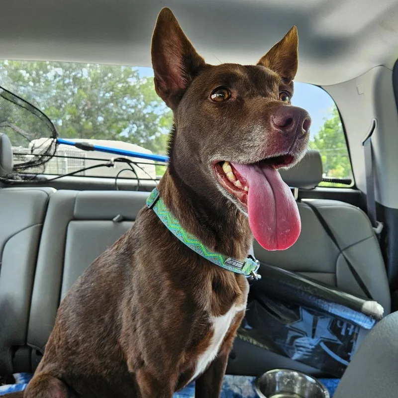 An adult medium-sized female Brown / Chocolate Mixed Breed dog named Willow for adoption in Lake Jackson, TX