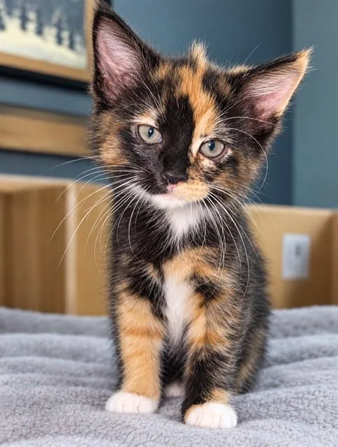 A baby small-sized female Domestic Long Hair cat named Sissy for adoption in Statesville, NC