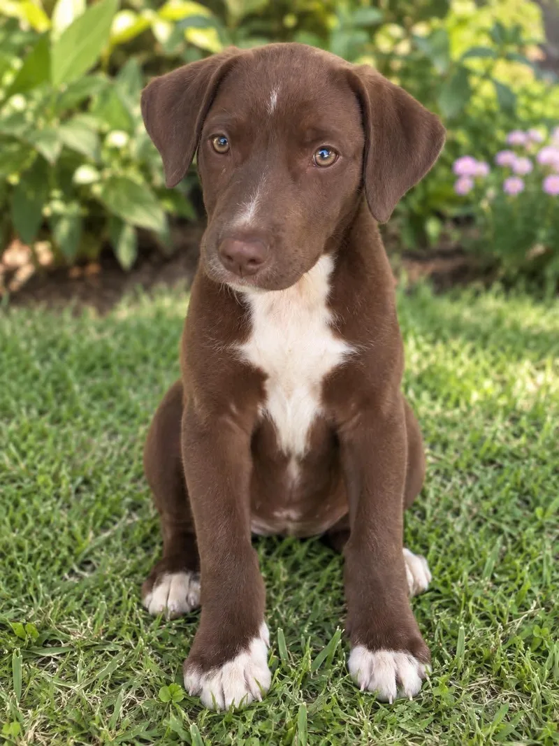 A young medium-sized male Chocolate Labrador Retriever dog named Hershey for adoption in New York, NY