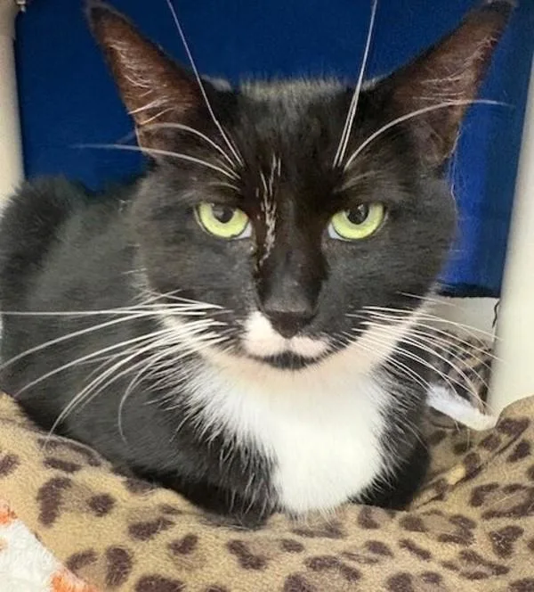 A senior medium-sized female Domestic Short Hair cat named Lorinda for adoption in San Diego, CA