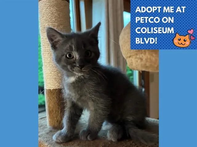 A baby small-sized male Domestic Short Hair cat named Buster for adoption in Fort Wayne, IN