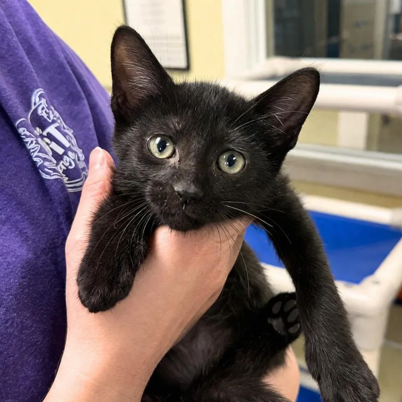 A baby medium-sized male Domestic Short Hair cat named Dupree for adoption in Saint Petersburg, FL
