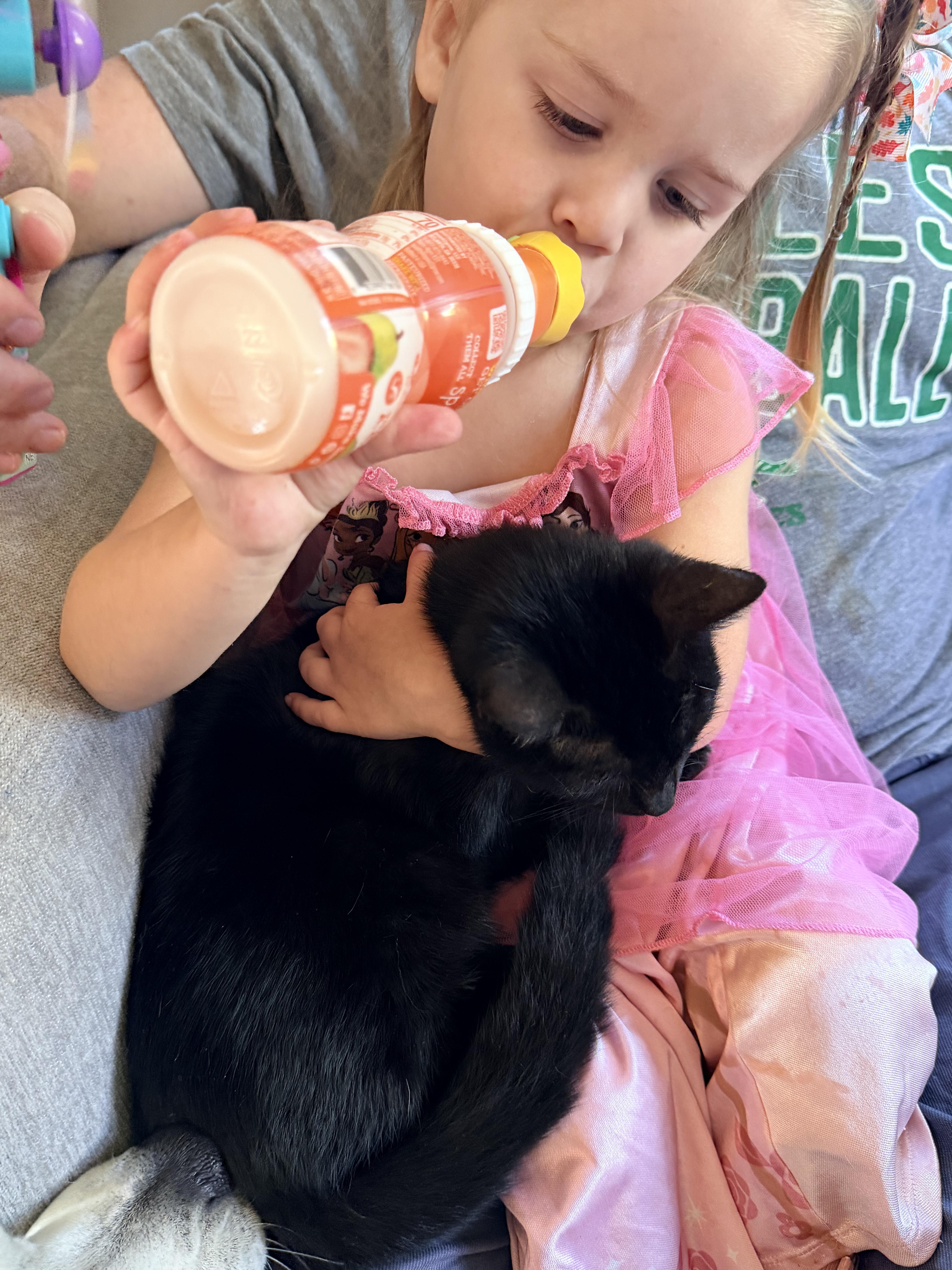 A baby medium-sized female Domestic Short Hair cat named Lucy for adoption in Shrewsbury, MA