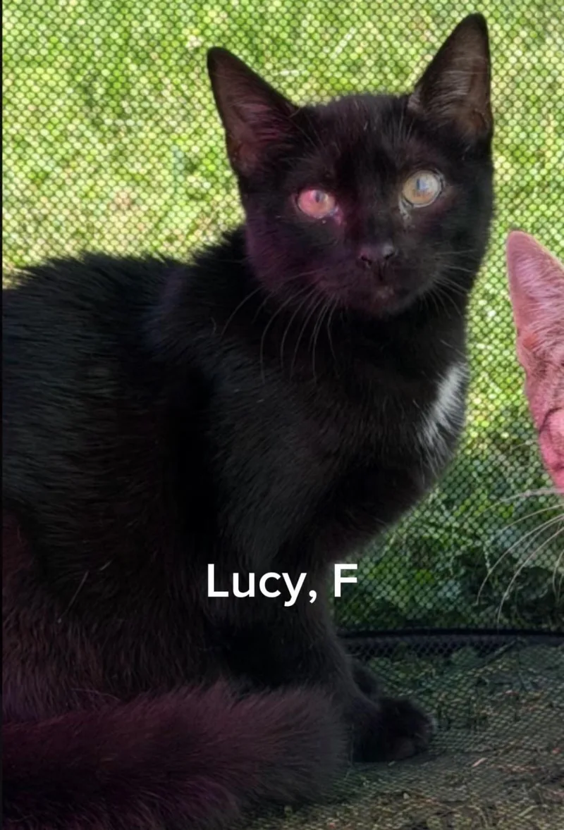Lucy thumbnail 2