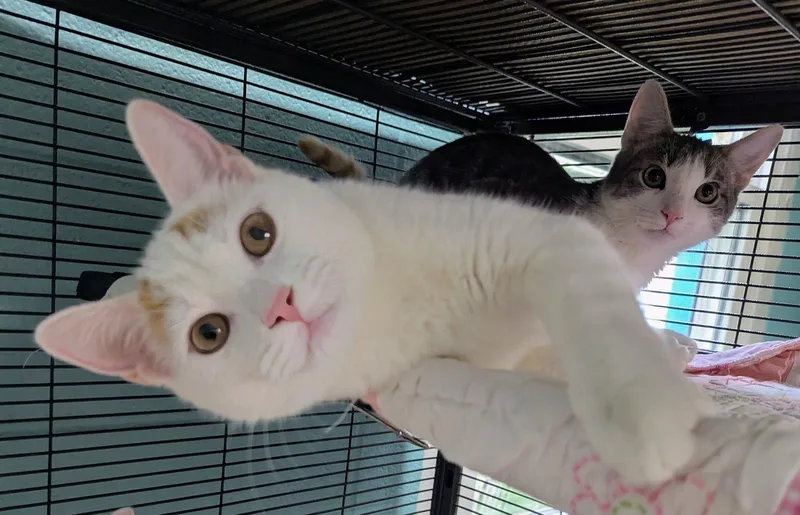 A baby medium-sized female Domestic Short Hair cat named Lana for adoption in Trenton, NJ