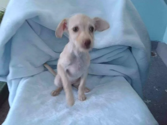 A baby medium-sized female Terrier dog named Arlette for adoption in Baldwin Park, CA