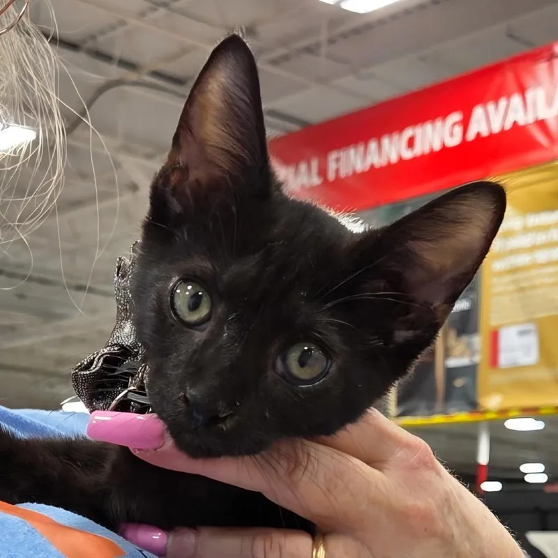 A young small-sized male Black Domestic Short Hair cat named Hans for adoption in Philadelphia, PA