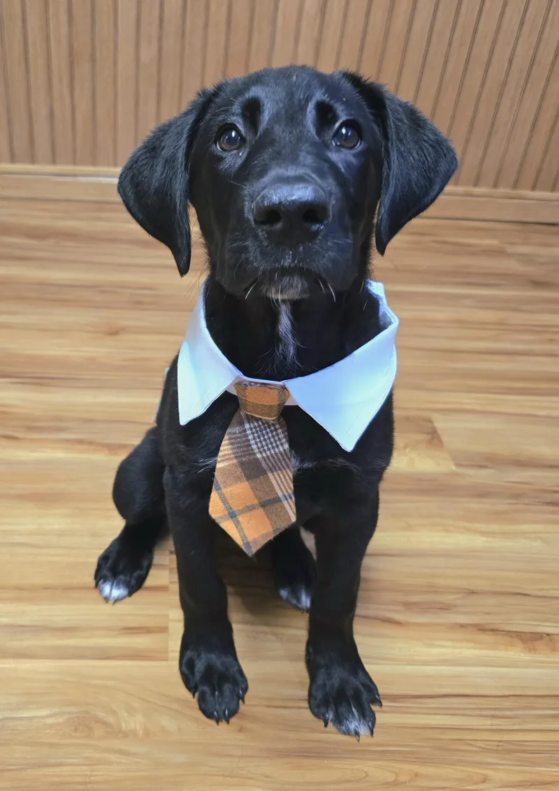 A baby large-sized male Black Labrador Retriever dog named Hudson for adoption in Cedar Rapids, IA