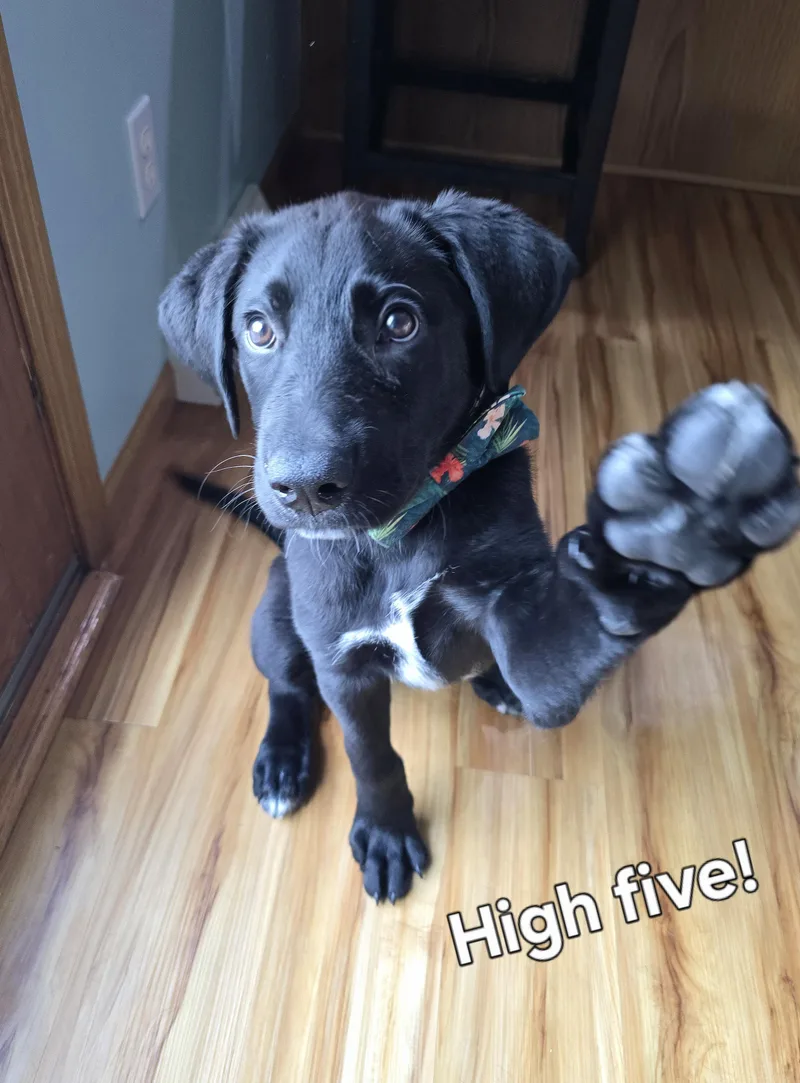Hudson thumbnail 5