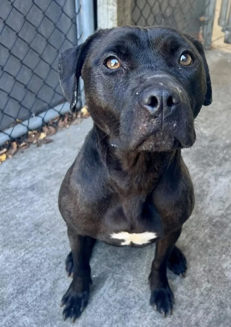 An adult medium-sized female Brindle Pit Bull Terrier dog named Nixie for adoption in Chicago, IL