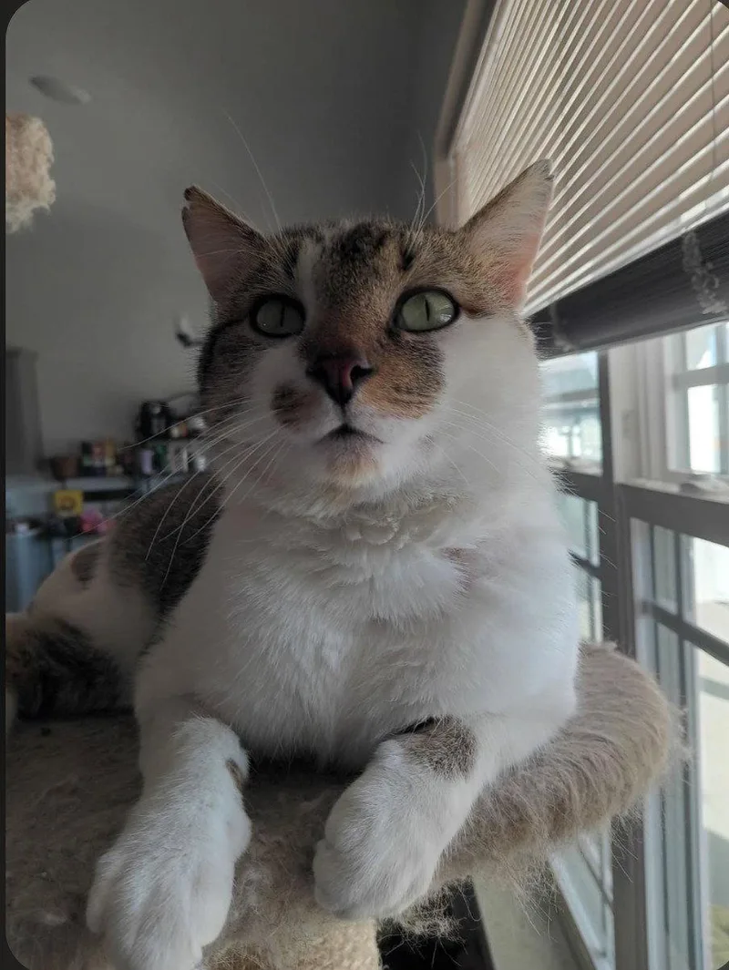 A young medium-sized male Domestic Short Hair cat named Buttons for adoption in Nashville, TN