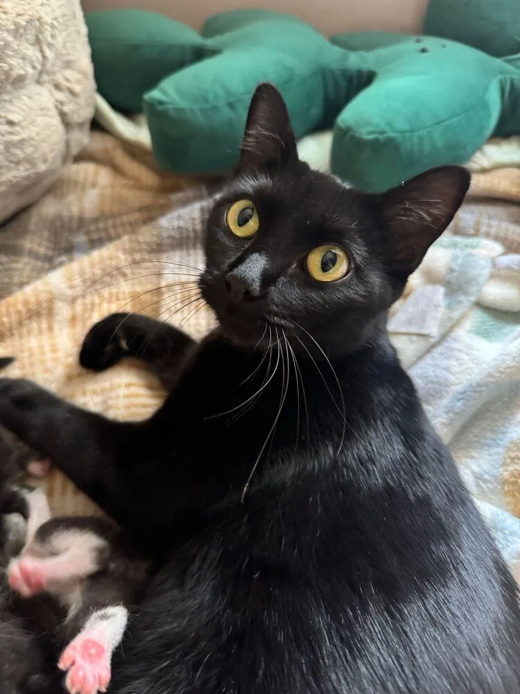 A young medium-sized female Black Domestic Short Hair cat named Rhodes for adoption in McPherson, KS