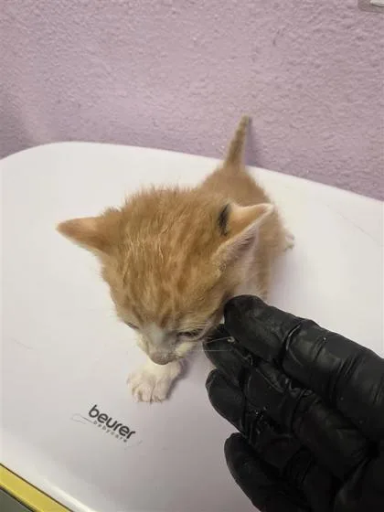 A baby small-sized male Orange / Red Domestic Short Hair cat named 60915515 for adoption in El Paso, TX