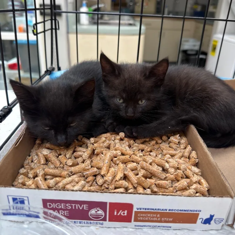 A baby small-sized female Black Domestic Short Hair cat named Sriracha for adoption in Westminster, CA