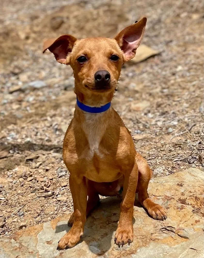 A young small-sized male Tricolor (Brown, Black, & White) Chihuahua dog named Leo for adoption in Jamestown, CA