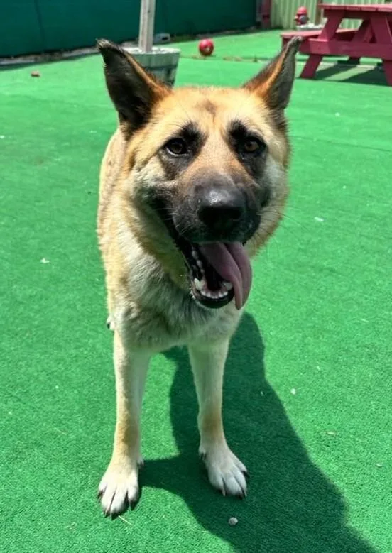 A young large-sized female German Shepherd Dog dog named Charlie for adoption in Warren, MI