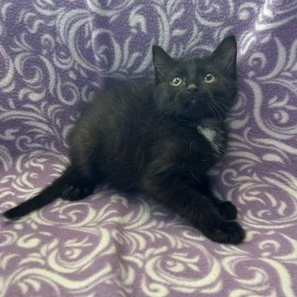 A baby small-sized female Domestic Short Hair cat named Luna for adoption in Janesville, WI