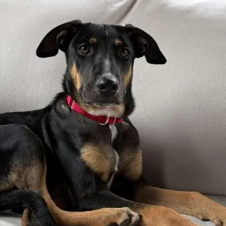 A baby medium-sized male Mixed Breed dog named Louis for adoption in Sandwich, MA