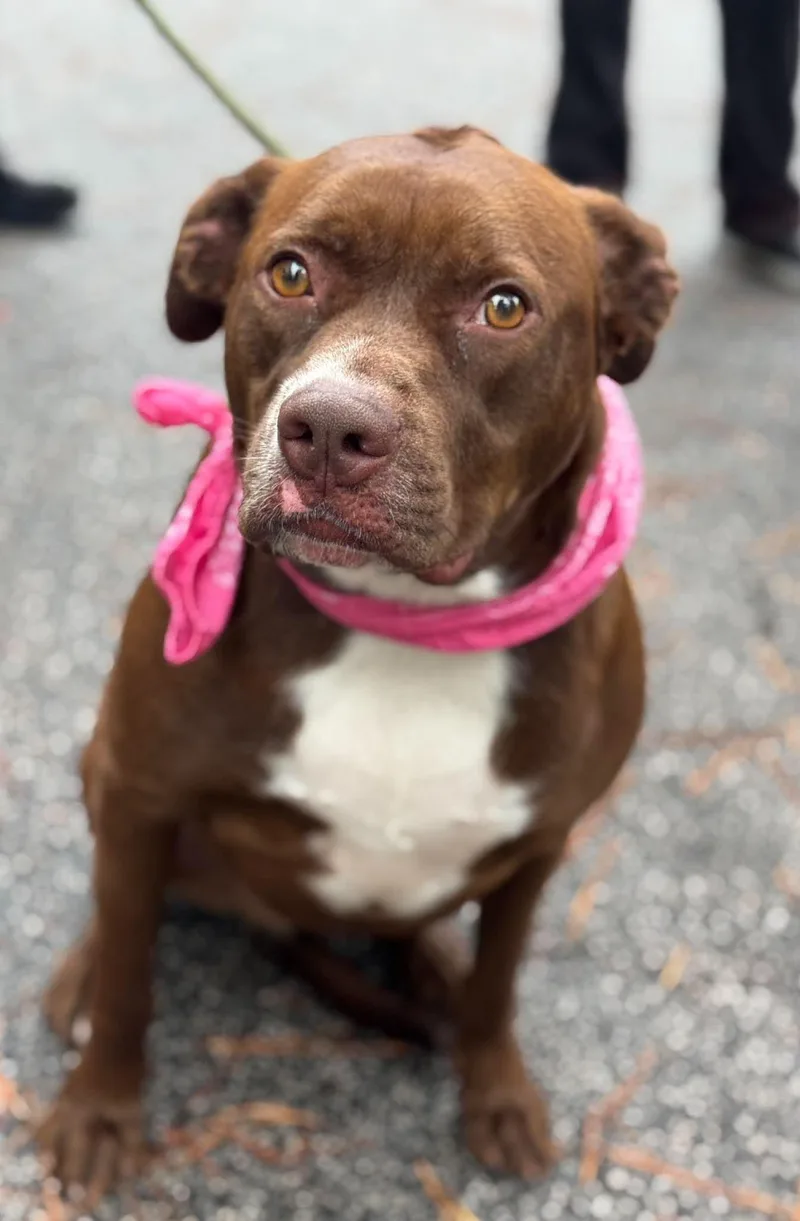 An adult large-sized female Mixed Breed dog named Tink for adoption in Sumter, SC