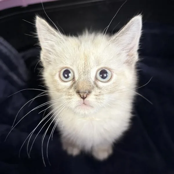 A baby medium-sized female Domestic Short Hair cat named Tea for adoption in Des Moines, IA