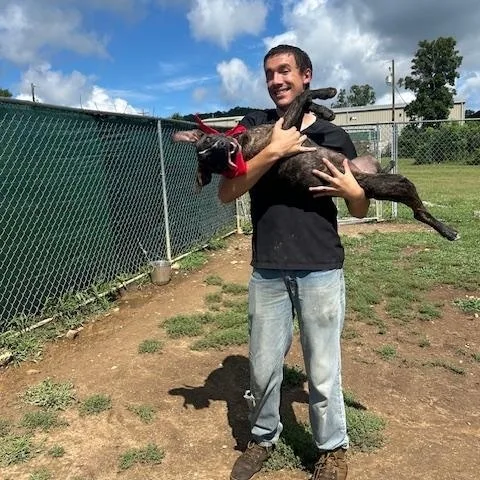 A young medium-sized female Labrador Retriever dog named Samantha for adoption in Chicopee, MA