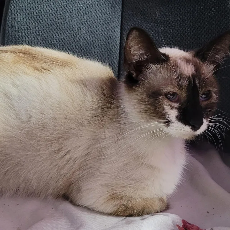 An adult medium-sized female White Domestic Short Hair cat named Marlow for adoption in Coos Bay, OR