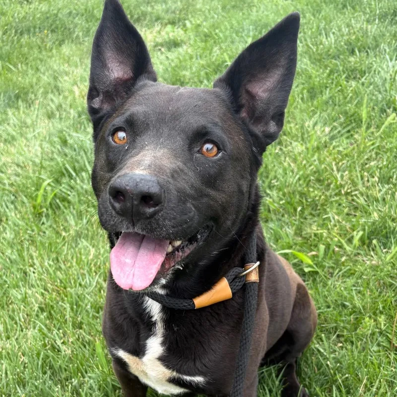 A young medium-sized male Black Mixed Breed dog named Gus for adoption in St Joseph, MO