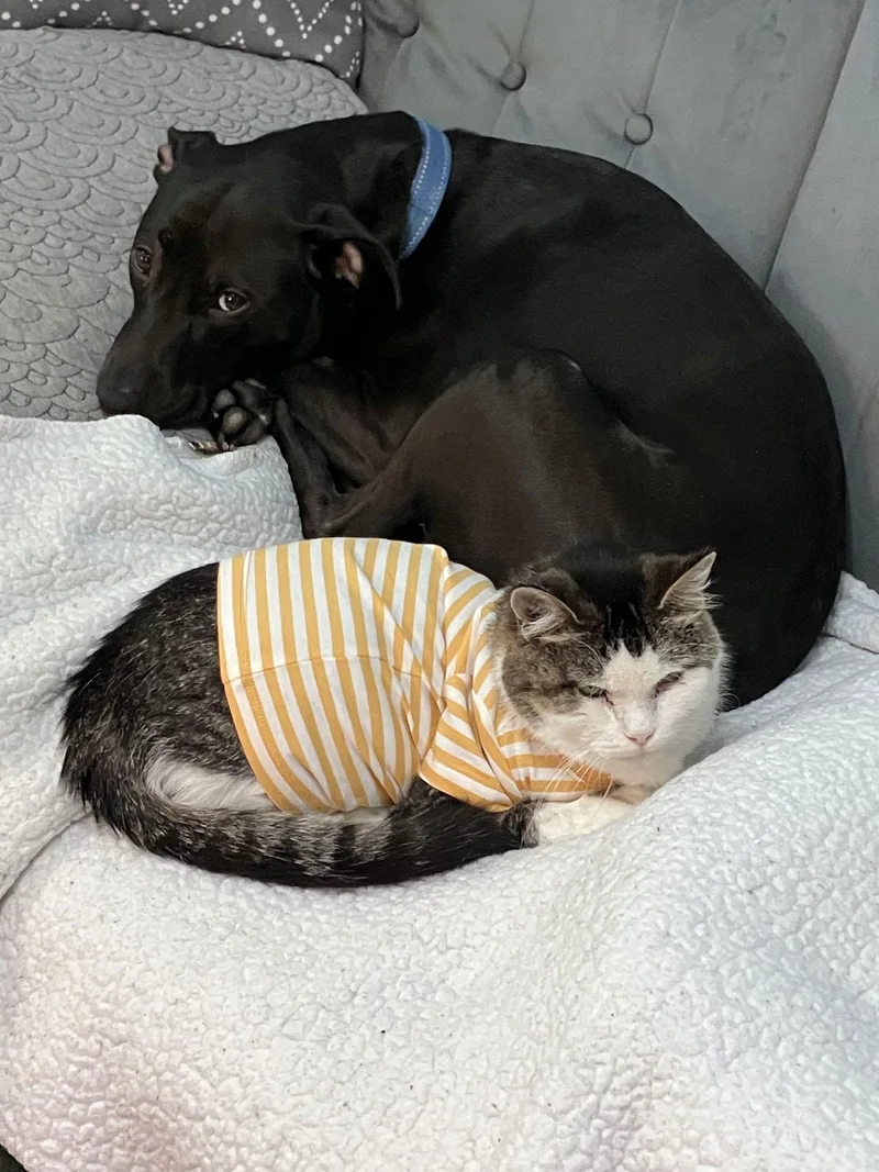 Princess thumbnail 3