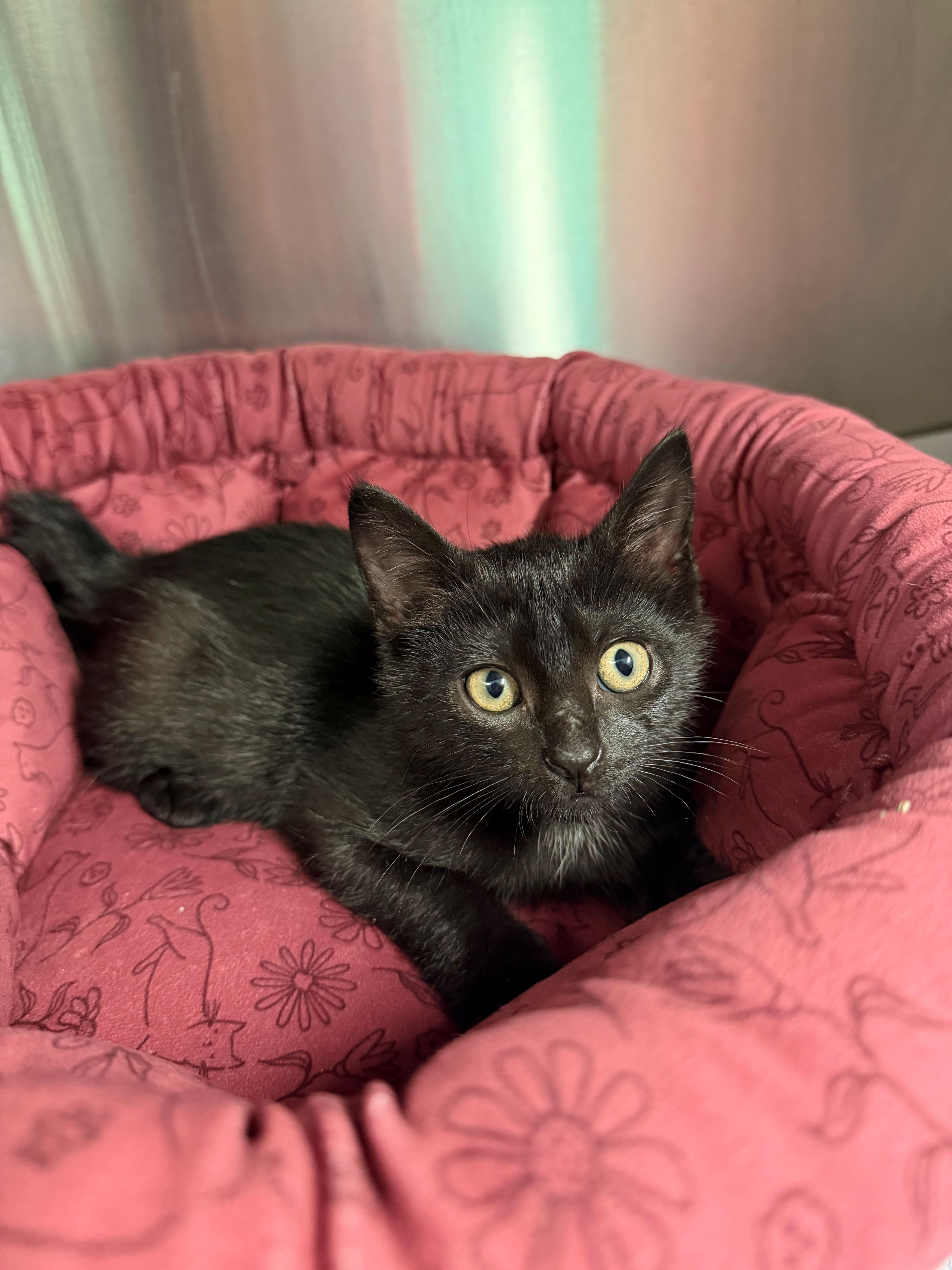 A baby medium-sized male Black American Shorthair cat named Powerline for adoption in Boonville, MO