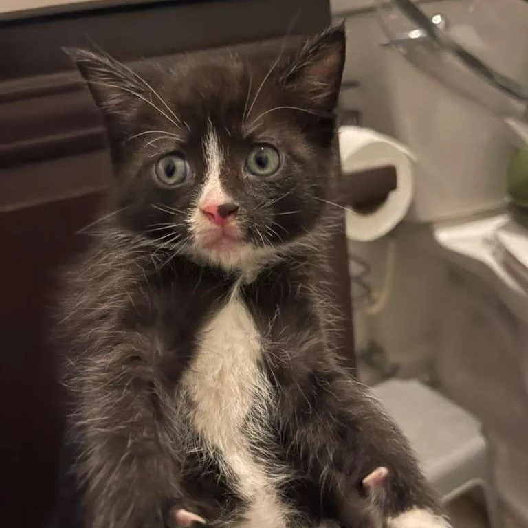 A baby small-sized male Black Domestic Short Hair cat named Crackle for adoption in Winchester, VA
