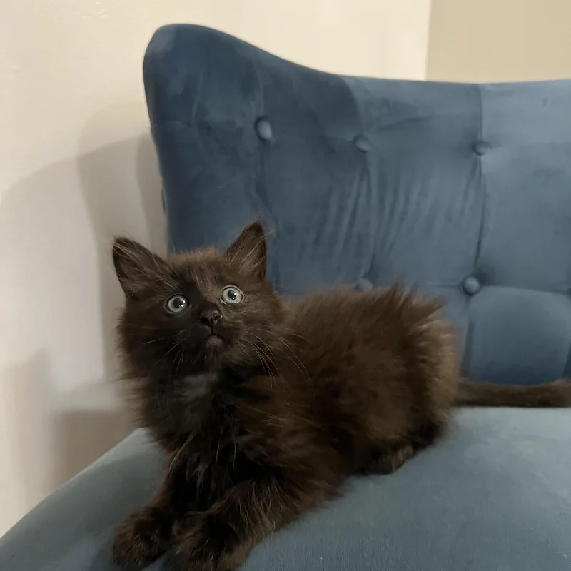 A baby small-sized male Black Domestic Medium Hair cat named Goose for adoption in Sherman Oaks, CA