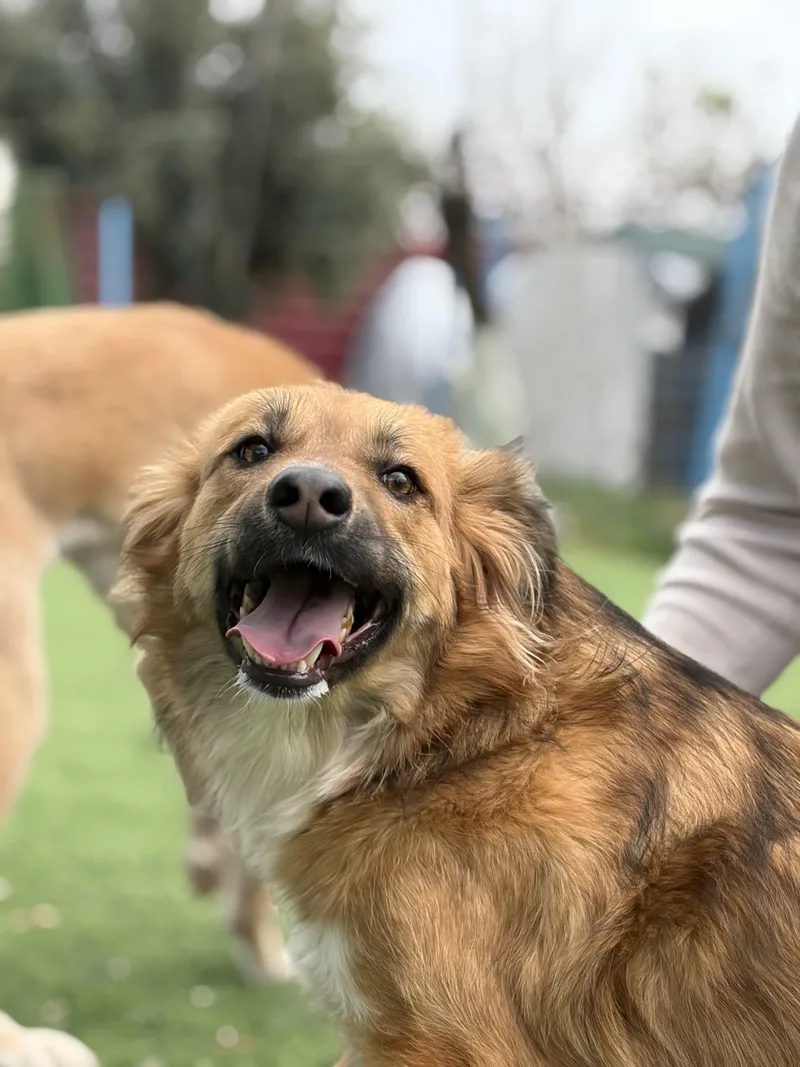 An adult medium-sized female Apricot / Beige Canaan Dog dog named Hiba The Special for adoption in Somerset, NJ