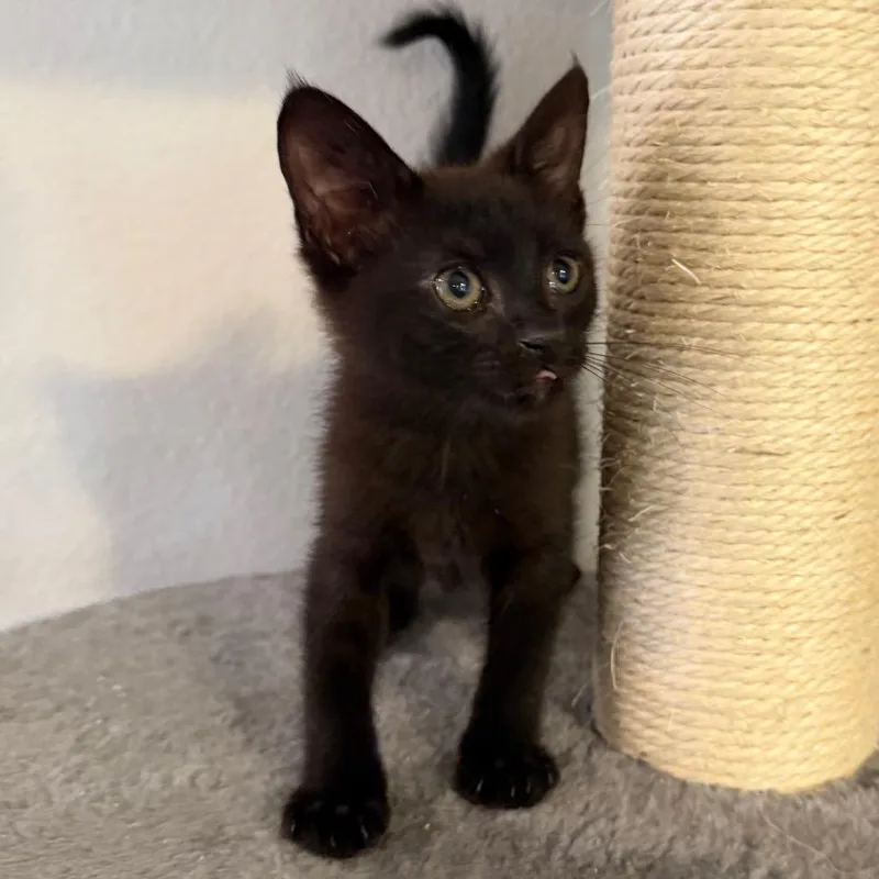 A baby small-sized male Black Domestic Short Hair cat named Patrick for adoption in Midland, TX