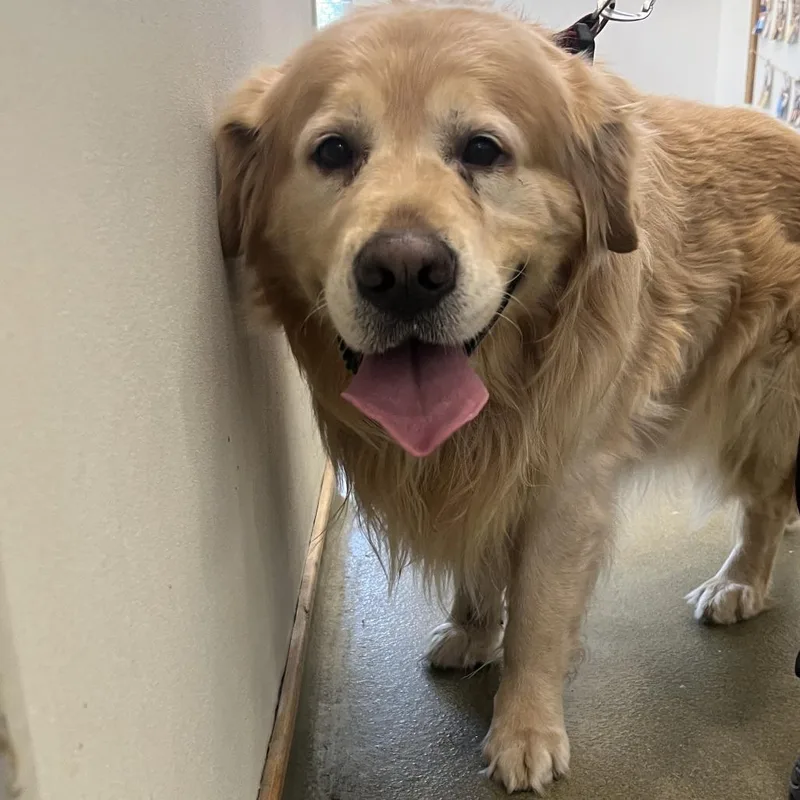 A senior extra large-sized male Golden Retriever dog named Spike for adoption in Harrisonburg, VA